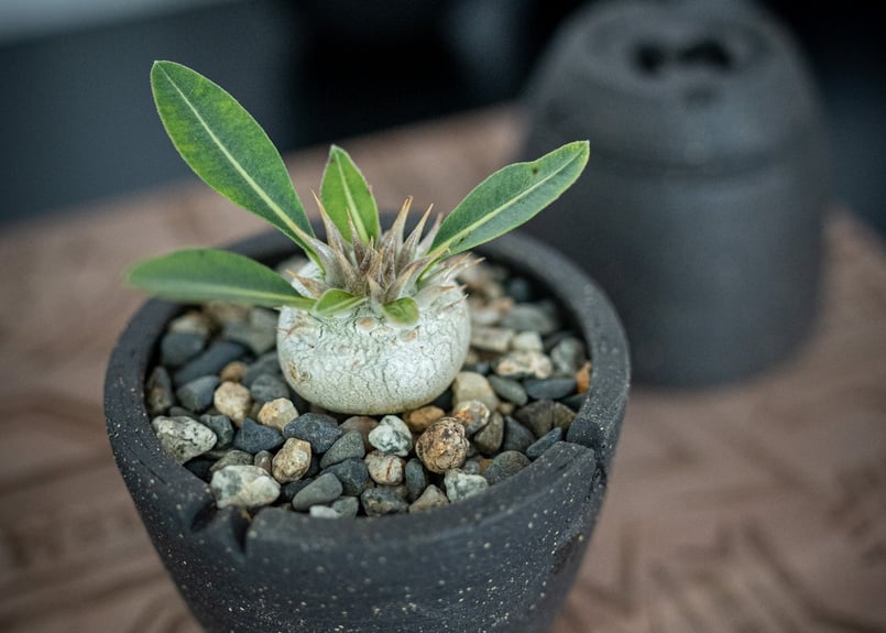 Wildfire Studio × mana's farm POT mini Limited