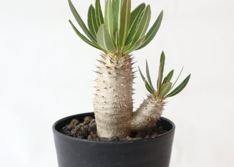 パキポディウム イノピナツム 国内実生二頭株 | mana's farm