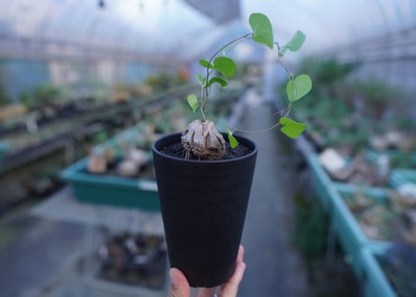 亀甲竜　Dioscorea elephantipes　No.2