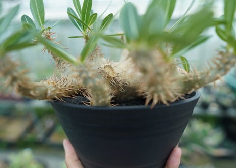 パキポディウム　デンシフローラム Pachypodium densiflorum  No.1