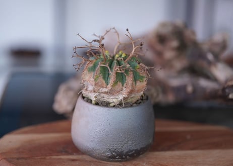 Euphorbia meloformis