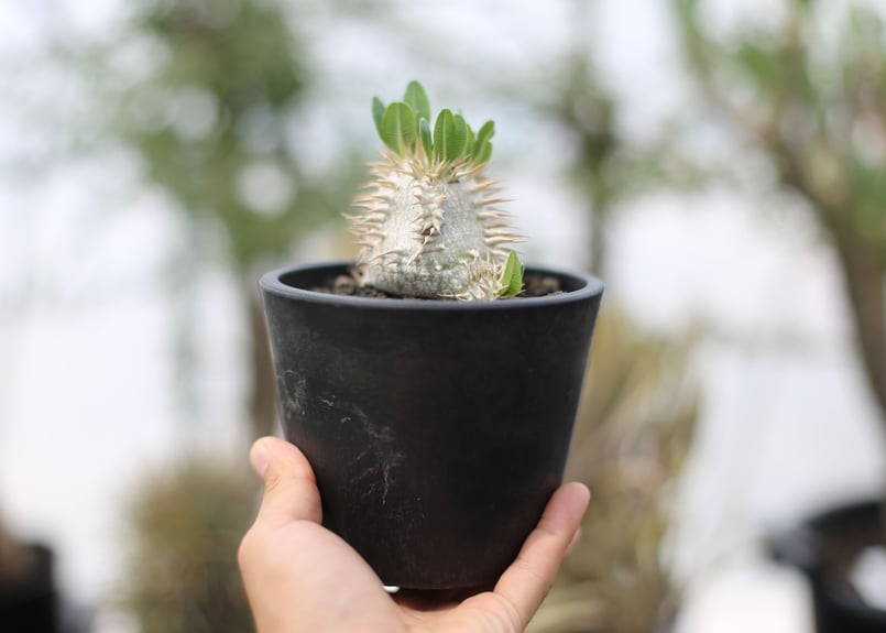 パキポディウム エブレネウム | mana's farm:塊根植物・アガベ・ドライ