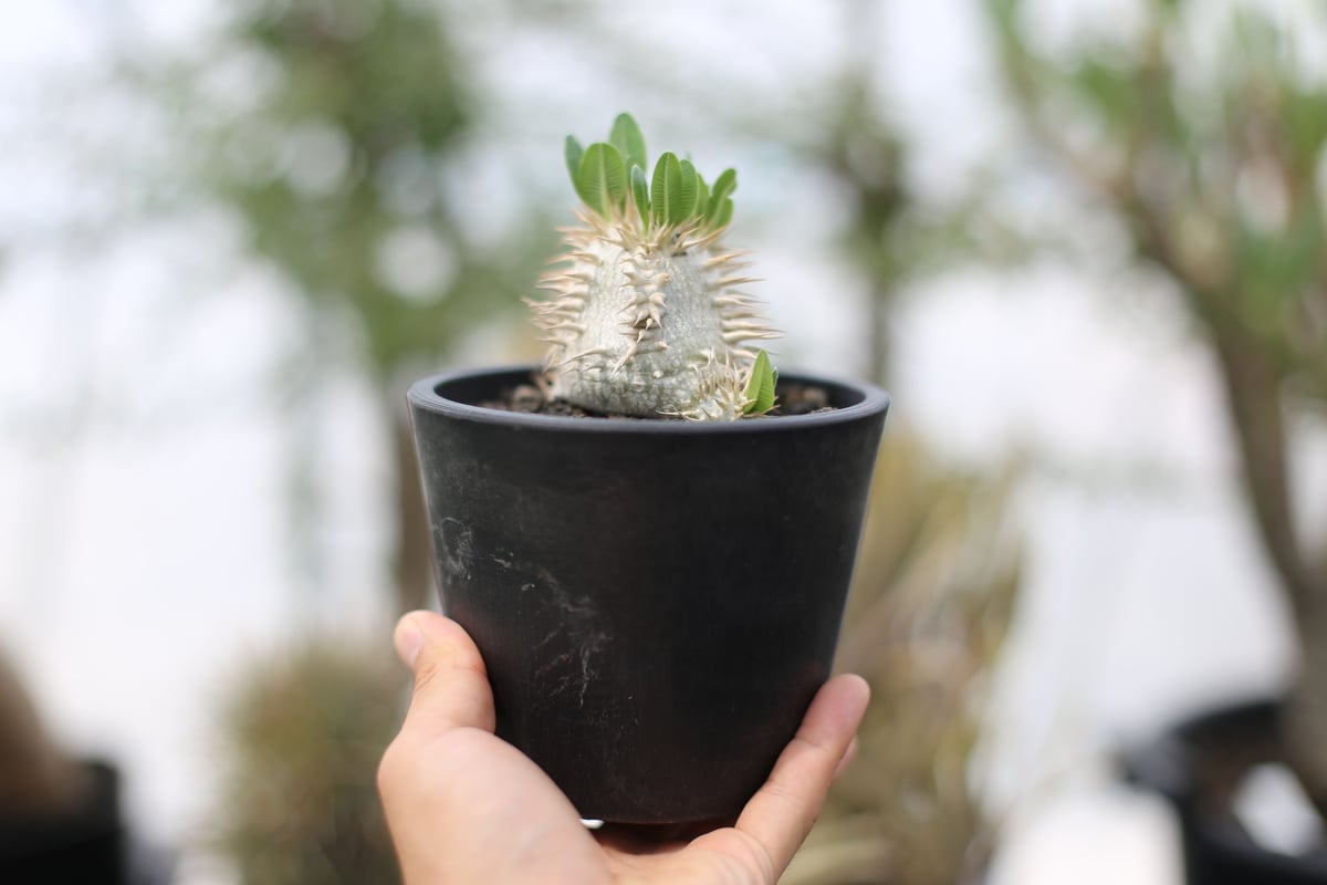 クマクマ様向け】パキポディウム エブレネウム自宅採種 種子 200粒