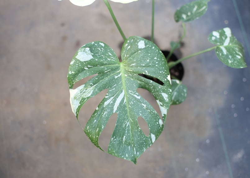 斑入りモンステラ | mana's farm:塊根植物・アガベ・ドライ