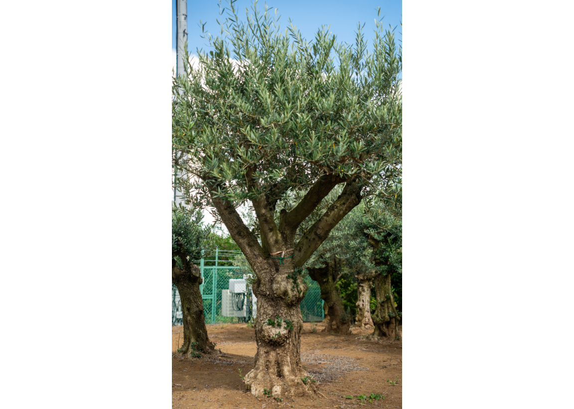 非公開農園・代表選抜】太枝が残る希少原木樹形｜最高級 輸入古木