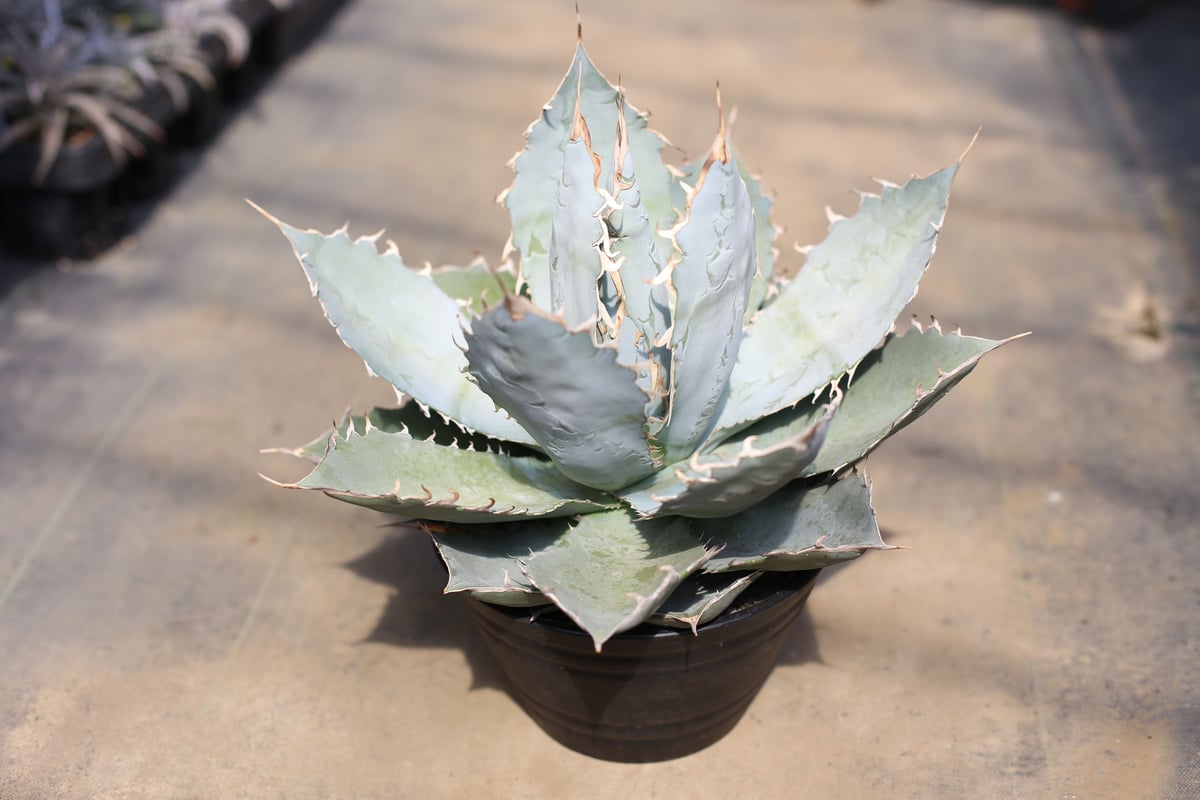 fit=scale-down,w=1200