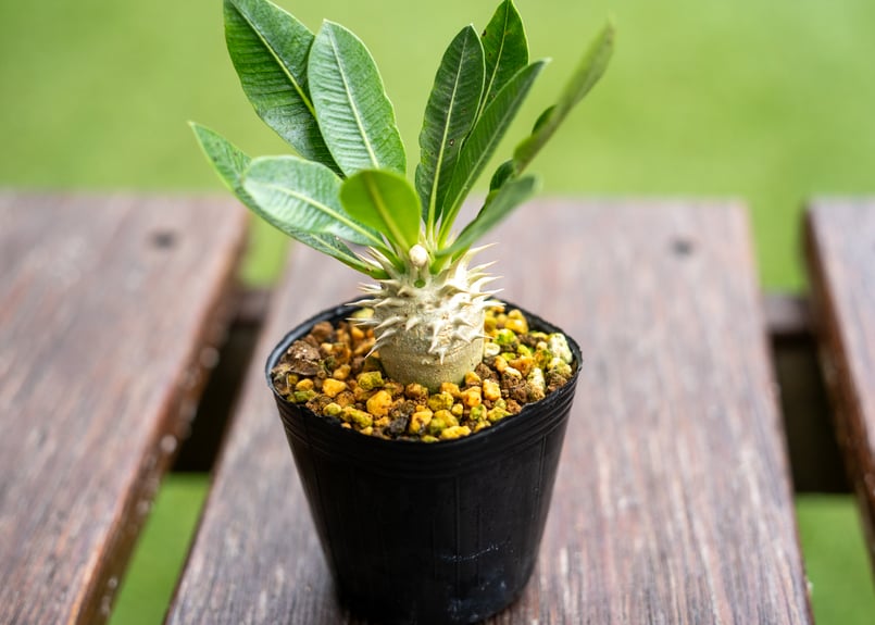 パキポディウム レウコキサンツム | mana's farm:塊根植物・アガベ