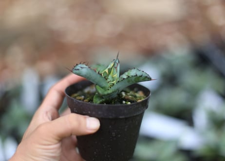 Agave B&B