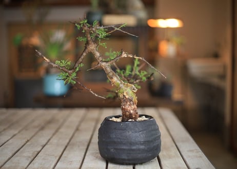 コンミフォラ　Commiphora