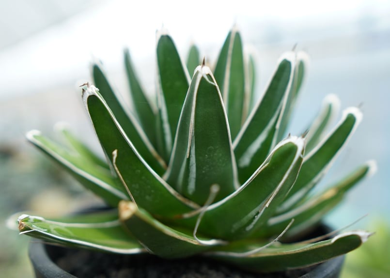 アガベ笹の雪 victoriaereginae アガベ 笹の雪 Agave victoriae reginae | mana's farm:塊