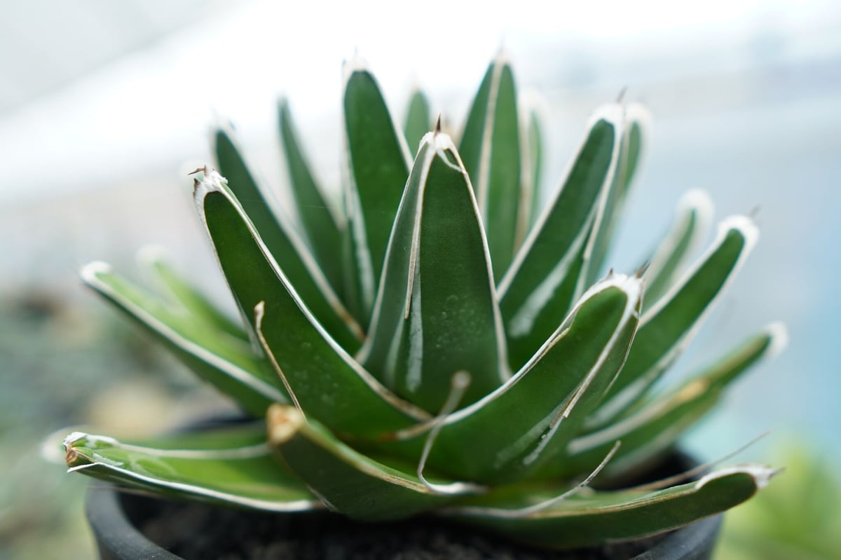 アガベ 笹の雪 Agave victoriae reginae | mana's farm:塊