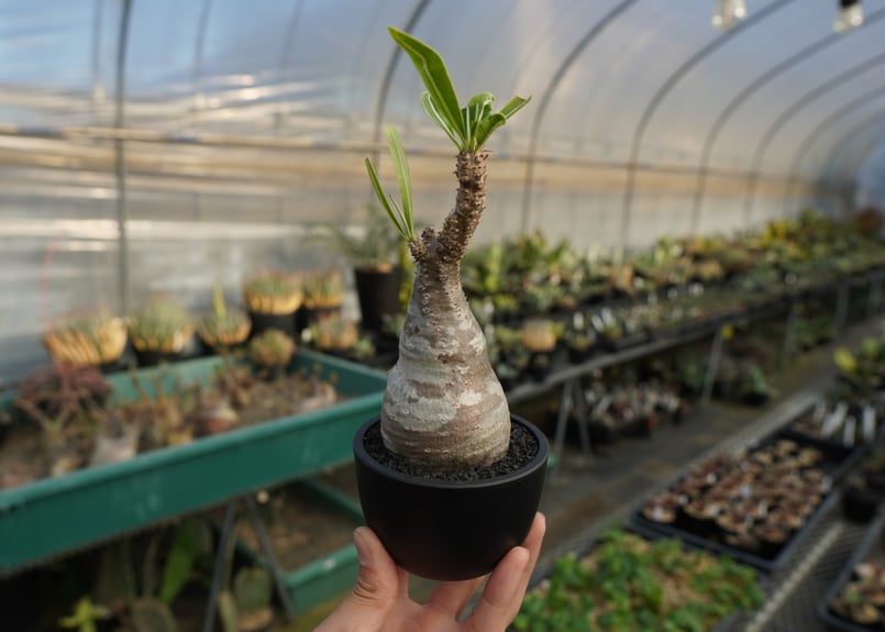 パキポディウム グラキリス Pachypodium Gracilius No.9 | ma