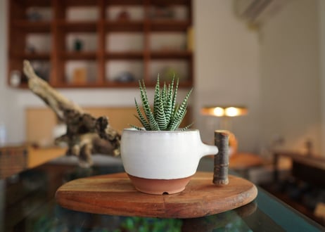 十二の巻　Haworthia fasciata