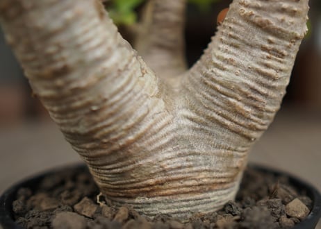 パキポディウム マカイエンセ　Pachypodium makayense