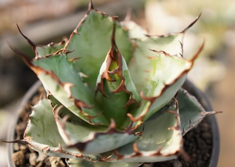 Agave titanota 'black and blue'【スタッフ一押し】　No.4