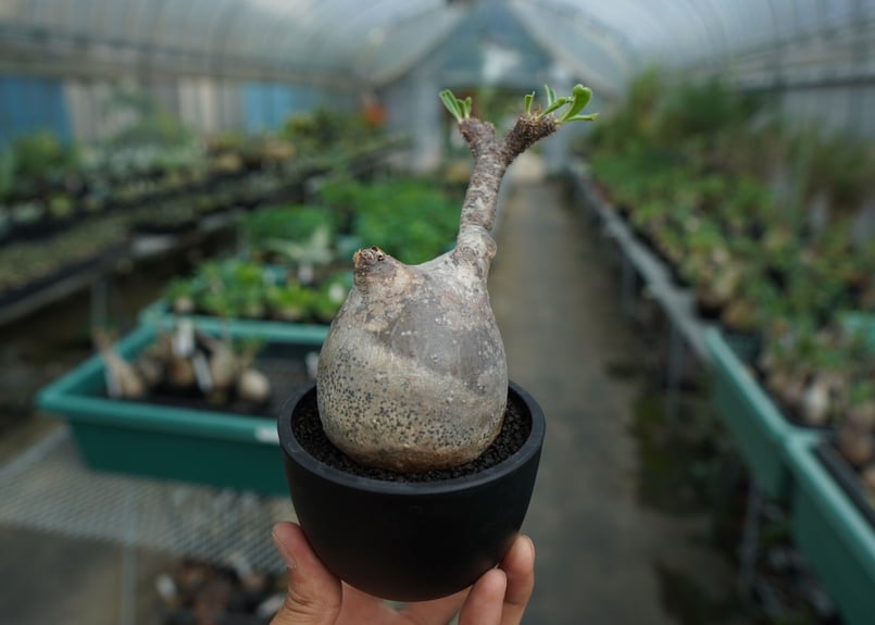 【発根済】 Pachypodium Gracilius グラキリス