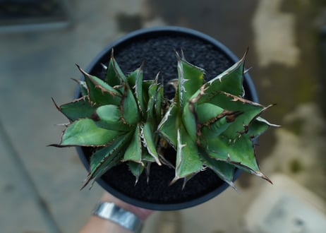 アガベ　チタノタ　剣竜　Agave titanota Kenryu　No.2