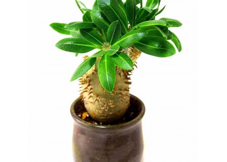 Pachypodium brevicaule 恵比寿笑い