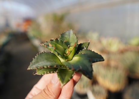 agave titanota ソーラーエクリプス　 NO.1