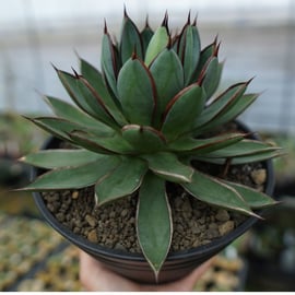 バーガンディなどのアガベを多数アップします。 | mana's farm