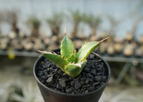 アガベ　チタノタ　黄覆輪　Agave titanota variegata
