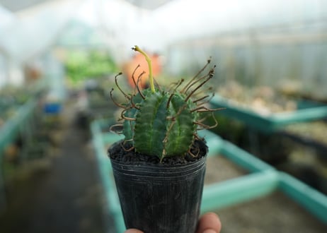 ユーフォルビア　スーパーバリダ　Euphorbia super valida  No.10