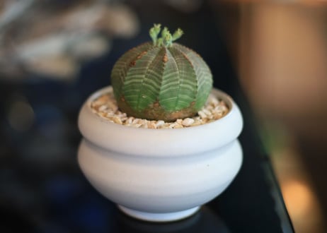ユーフォルビア オベサ　Euphorbia obesa