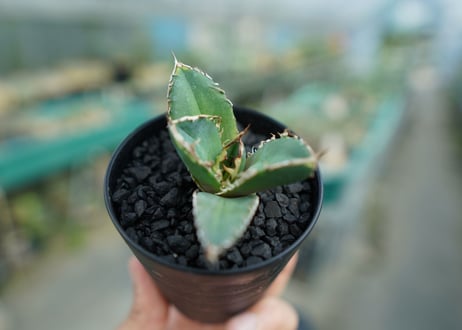 アガベ　チタノタ　鬼爪雪峰  Agave titanota “Onitsume Yukimine”　No.2