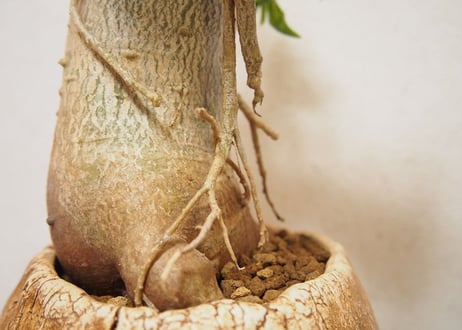パキポディウム　ビスピノーサム　Pachypodium bispinosum no.2