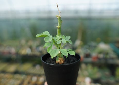 アデニア　グラウカ　Adenia Glauca　No.1