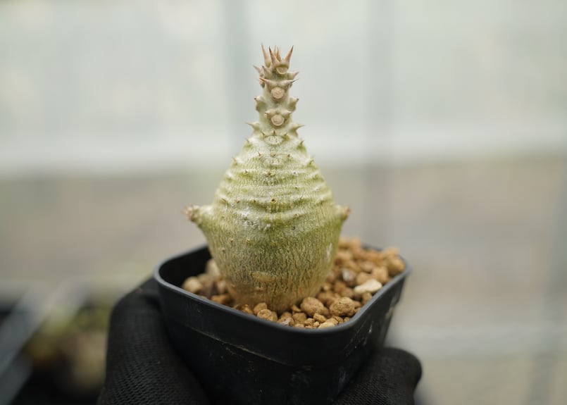 パキポディウム ウィンゾリー 沖縄実生 No.16 | mana's farm:塊根植物