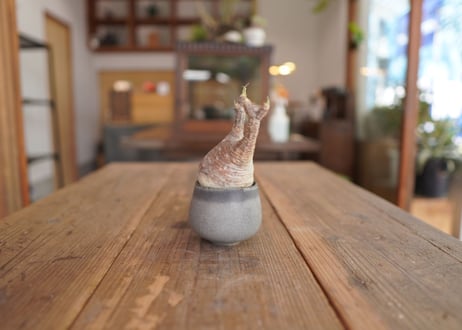 パキポディウム　グラキリス　 Pachypodium Gracilius
