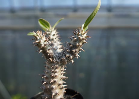 パキポディウム　デンシフローラム Pachypodium densiflorum   No.2