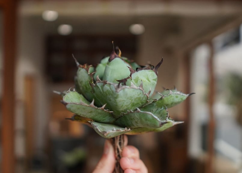 アガベ チタノタ ブラックアンドブルー Agave titanota black and