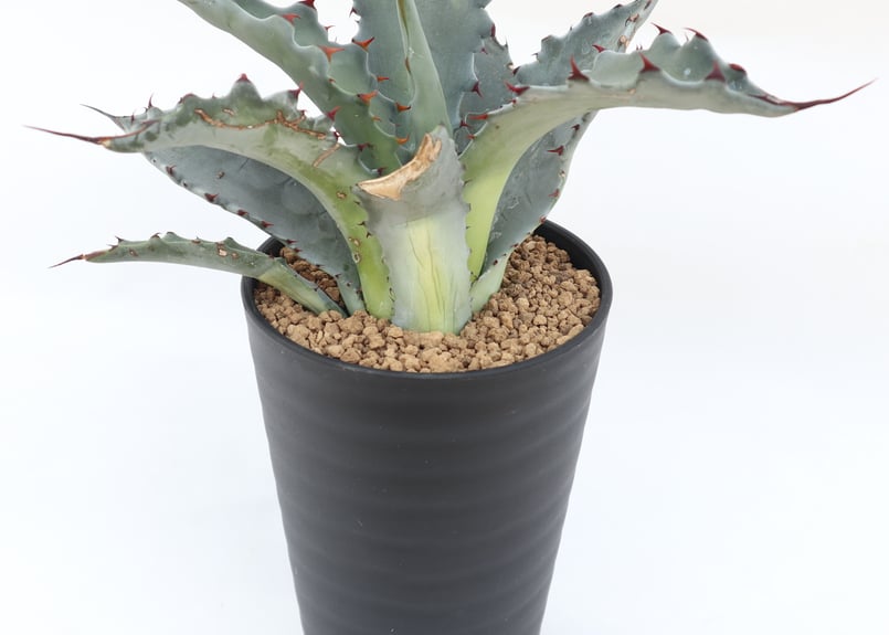 アガベ レオ no.2 | mana's farm:塊根植物・アガベ・ドライガーデン