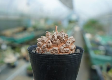 【長谷川園芸産】亀甲竜　Dioscorea elephantipes　No.3