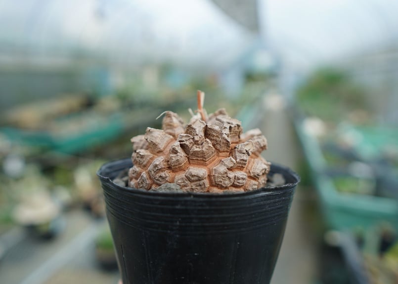 長谷川園芸産】亀甲竜 Dioscorea elephantipes No.3 | mana'