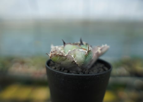 アガベ　チタノタ　 ブラックアンドブルー 　Agave titanota black and blue　No.6