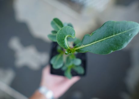 アデニウム　Adenium　No.3