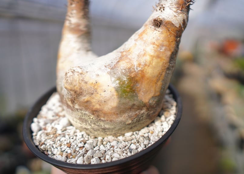 パキポディウム エブレネウム Pachypodium eburneum No.3 | mana
