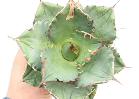 Agave titanota FO-76 compacta dwarf  no.１