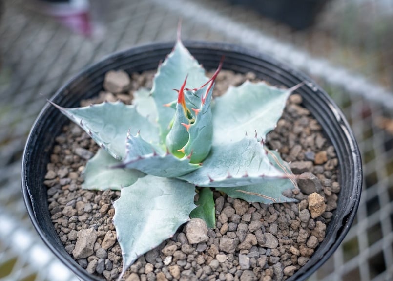 アガベ パラサナ ”トライアンファント” agave parrasana