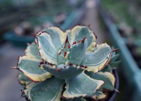 アガベ　兜蟹錦　連棘　Agave isthmensis “Kabutogani” variegata No.2