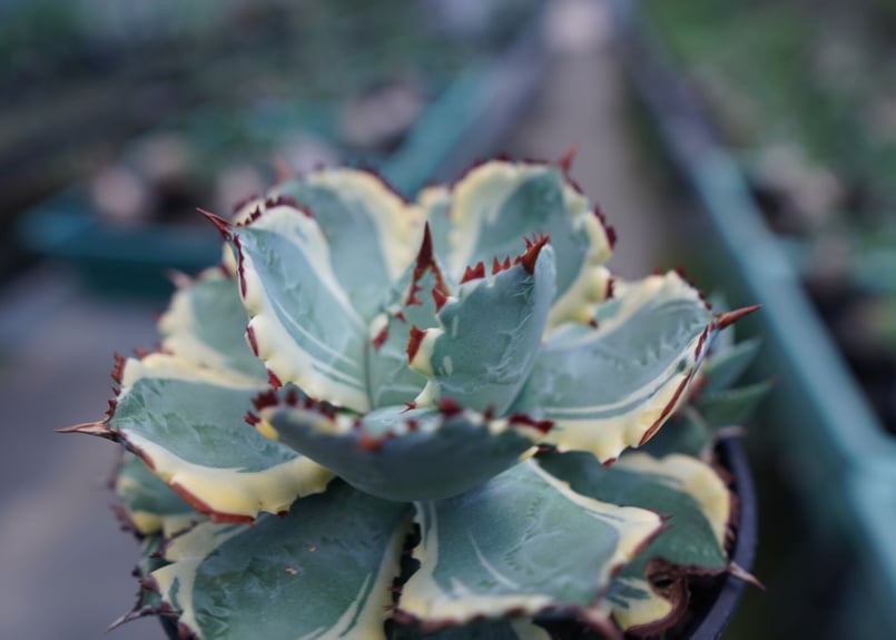 アガベ 兜蟹錦 連棘 Agave isthmensis “Kabutogani” varieg