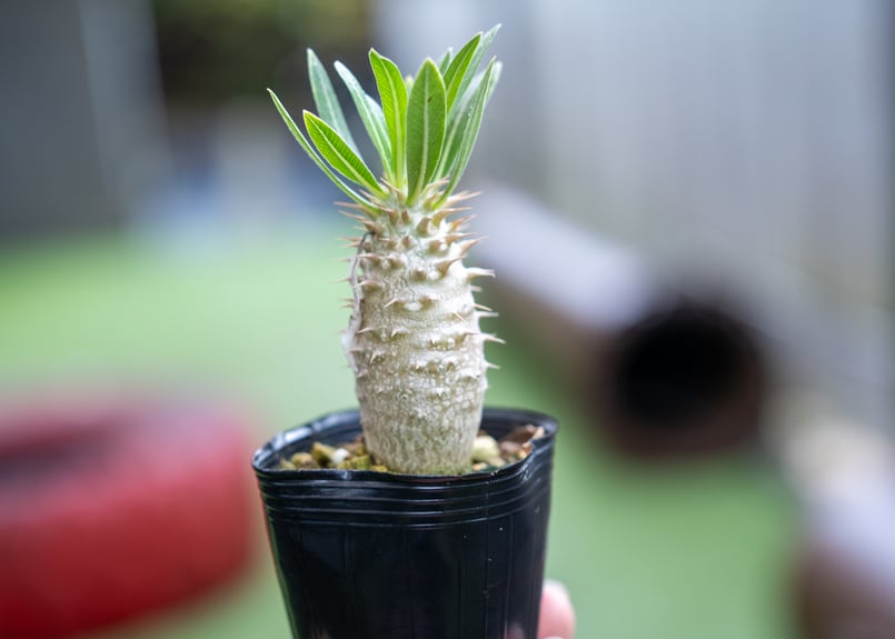 パキポディウム ホロンベンセ | mana's farm:塊根植物・アガベ・ドライ