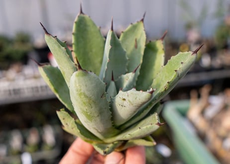 Agave Potatorum×Macroacantha NO.3