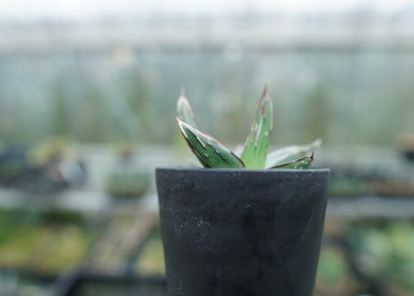アガベ　ニッケルシー 　Agave nickelsiae