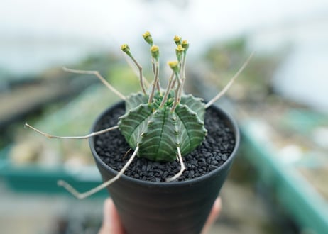 ユーフォルビア　バリダ　Euphorbia valida