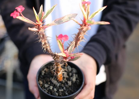 ユーフォルビア　ハナキリン斑入り