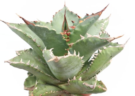 Agave titanota FO-76 compacta dwarf  no.３